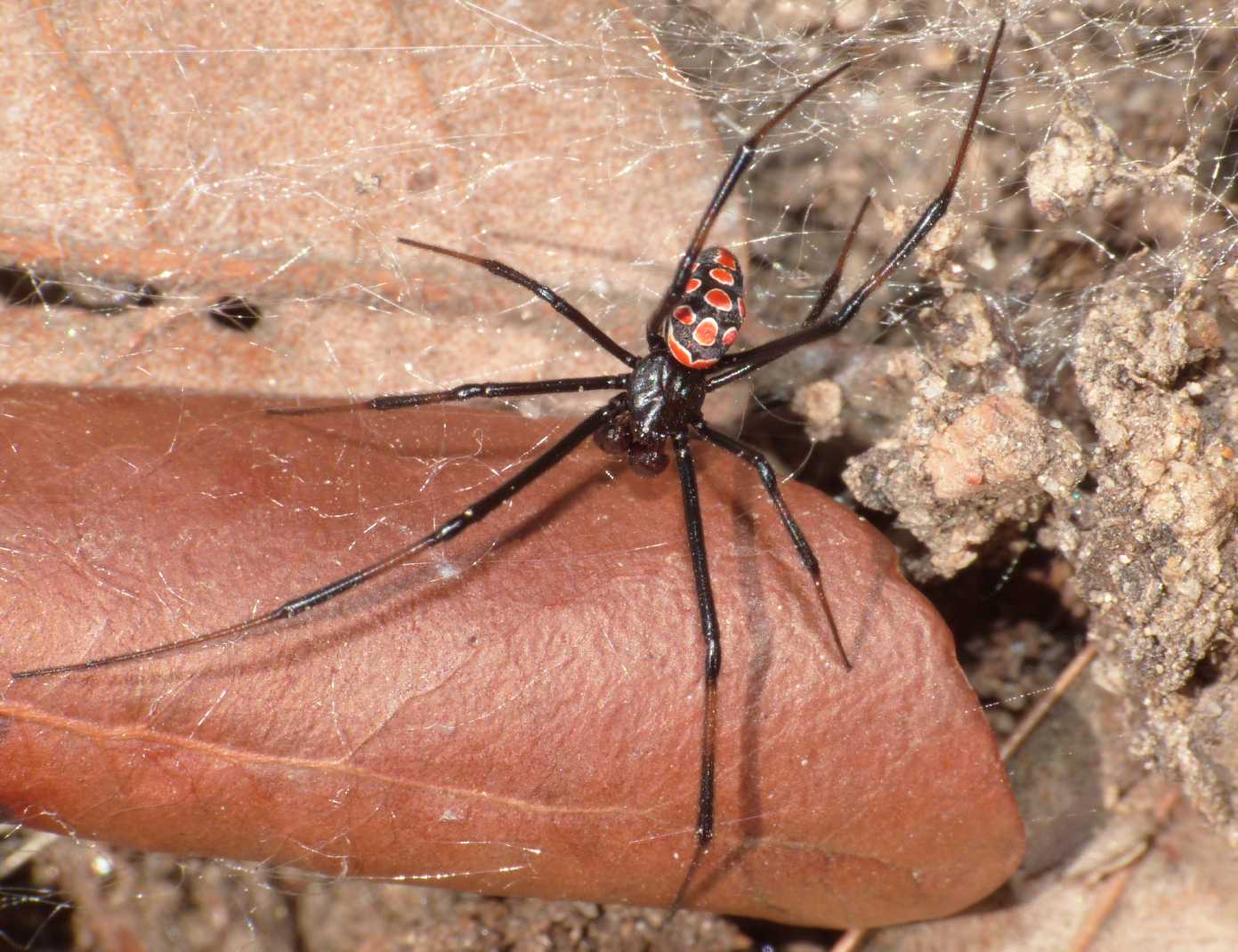 Latrodectus tredecimguttatus: maschi scapoli e ammogliati